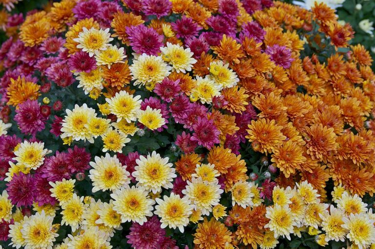 From Flowers to Foliage: Your Ultimate Fall Planting Guide